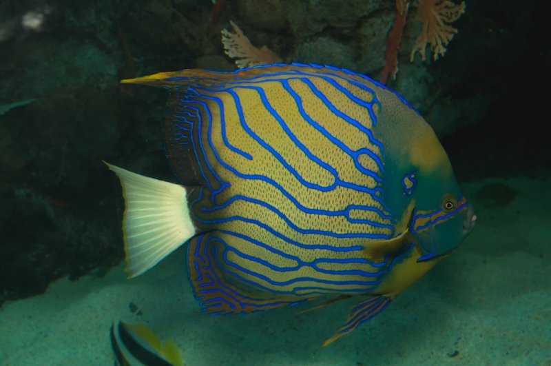 Blue Ringed Angelfish