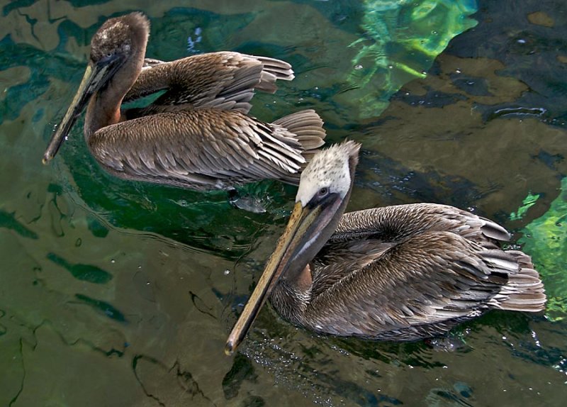 Brown Pelicans