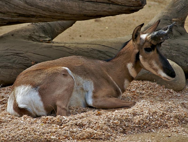 Prong Horn Antelope