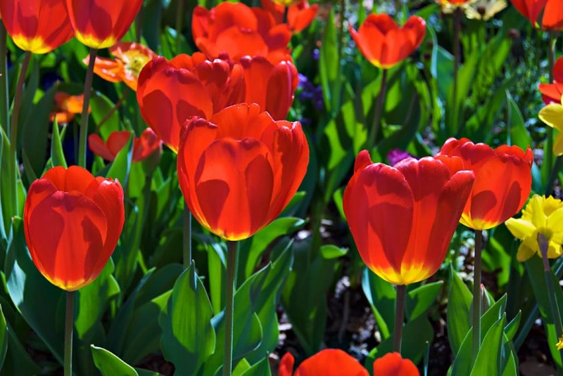 Tulips at Descanso Gardens