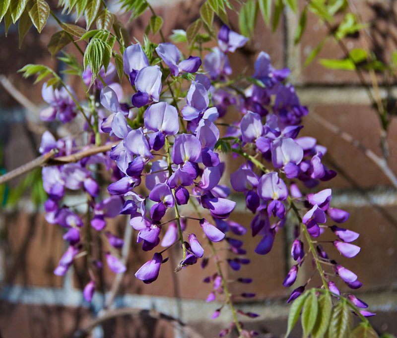A Wisp of Wisteria at Descanso Gardens