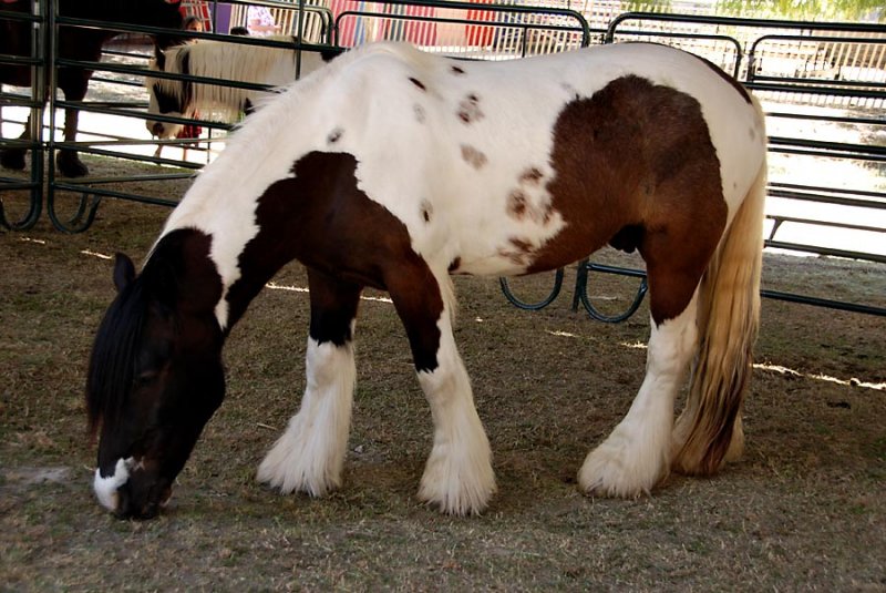 Gypsy horse