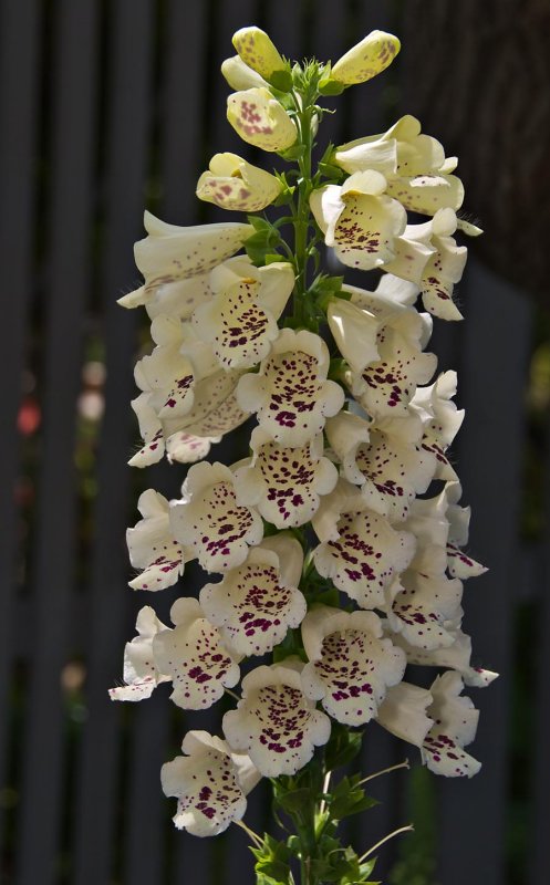 Fox Glove