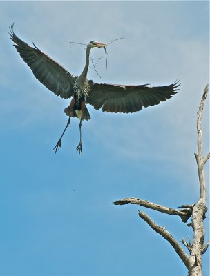 Great Blue Heron at Bolsa Chica, making the nest