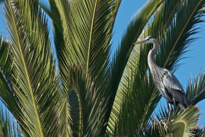 Great Blue Heron in palm tree