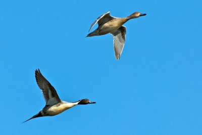 Canada Geese (pair) in flight