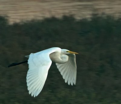 Great White Egret in flight (late in day)