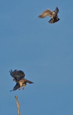 Peregrine Falcon (top) going after a junenile Red Tail Hawk