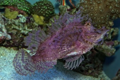 Scorpionfish