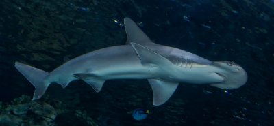 Bonethead shark