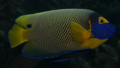 Blue faced angelfish