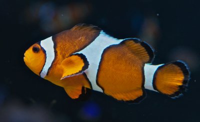 Clownfish, anenome fish, aka Nemo