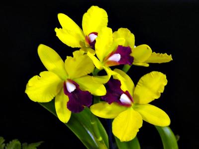 Orchids 2006 Vol. #1
