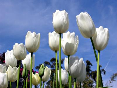 Tulips, true sign of spring