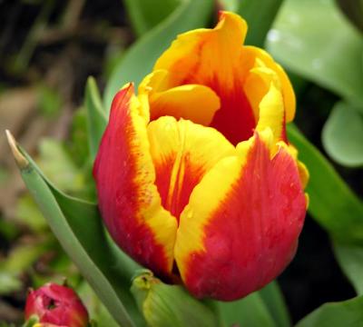 g3/26/12626/3/57568519.Tulip01lo.jpg