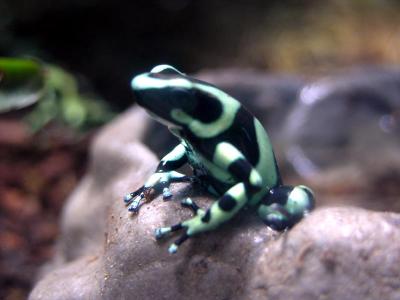 Poison Dart Frog