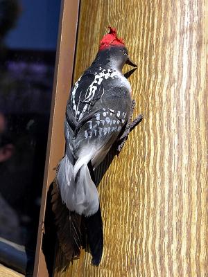 Woodpecker on a non wood woodie