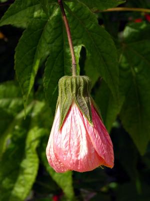 Japanese Lantern