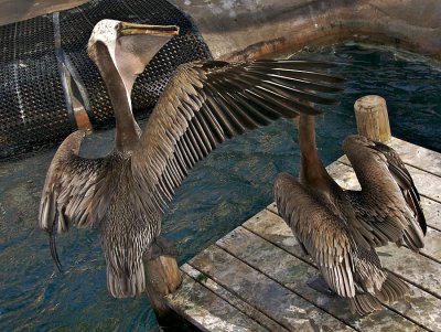 Brown Pelicans