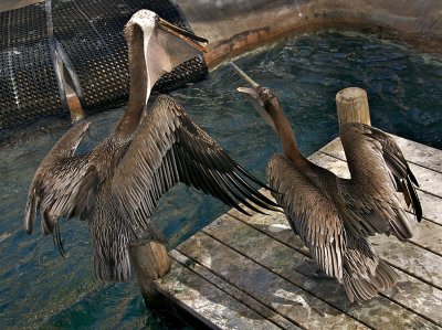 Brown Pelicans