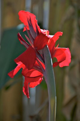 Backlighted Canna