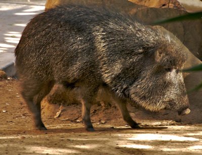 Chacoan Peccary