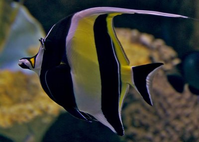 Moorish Idol