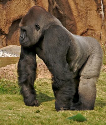 Silverback (dominant male)