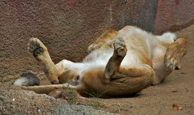Female Lion zonked