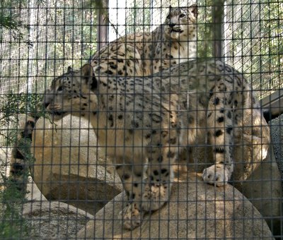 Snow Leopard (cubs)