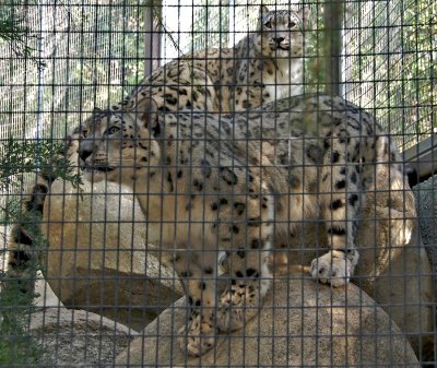 Snow Leopard (cubs)