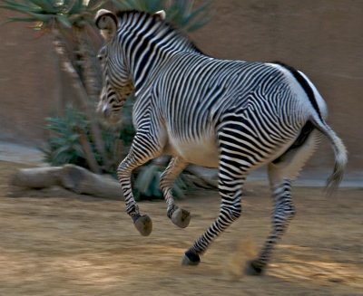 Grevys Zebra (spirited)