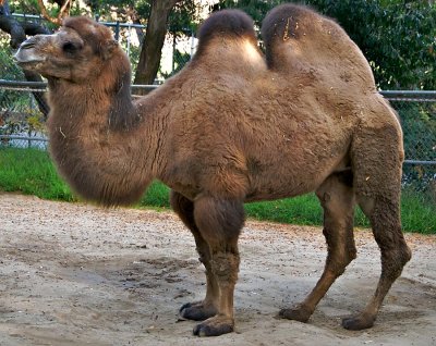 Bactrian Camel