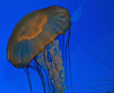 West coast sea nettle