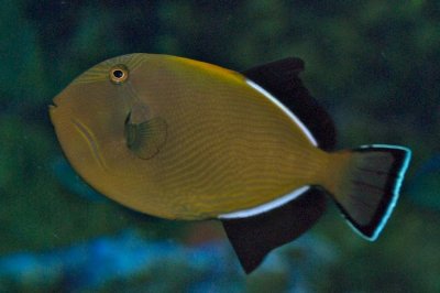 Indian or black-finned Triggerfish
