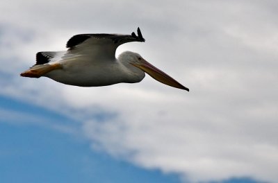 White Pelican in flight