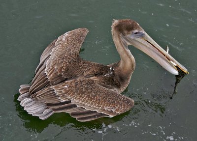 California Brown Pelican - Got more than fish :-)