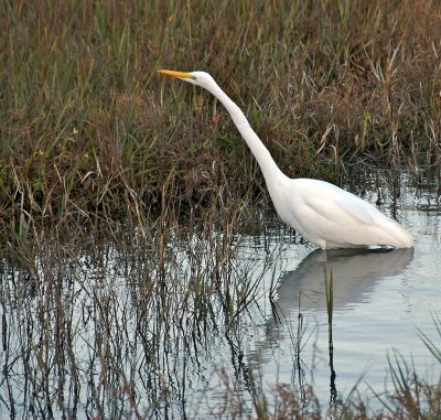 Egret stalking