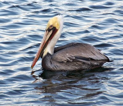 Brown Pelican in breeding colors