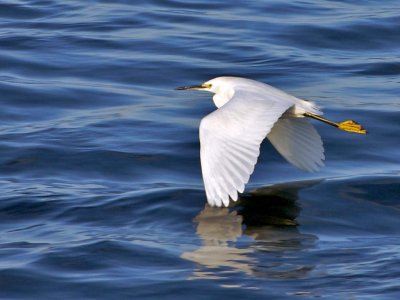 Young Egret in flight