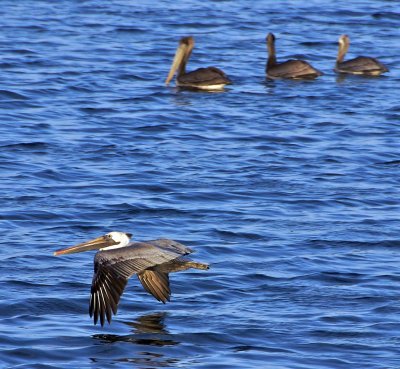 Brown Pelicans