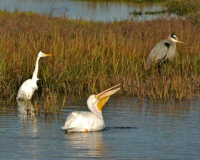 Egret, White Pelican, Blue Heron