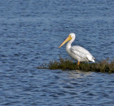 White Pelican