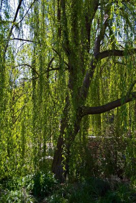 Weeping Willow (Descanso Gardens)