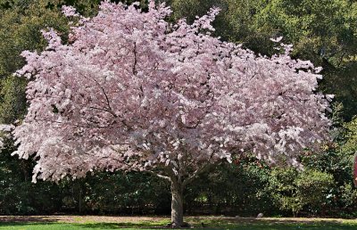 Flowering crab apple