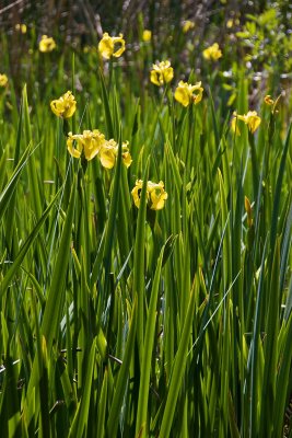 Irises