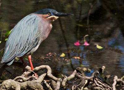 Green Heron