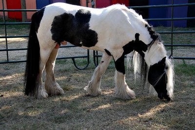 Gypsy Horse