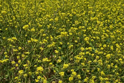 Fields of mustard