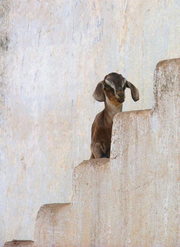 Climbing the Stairs